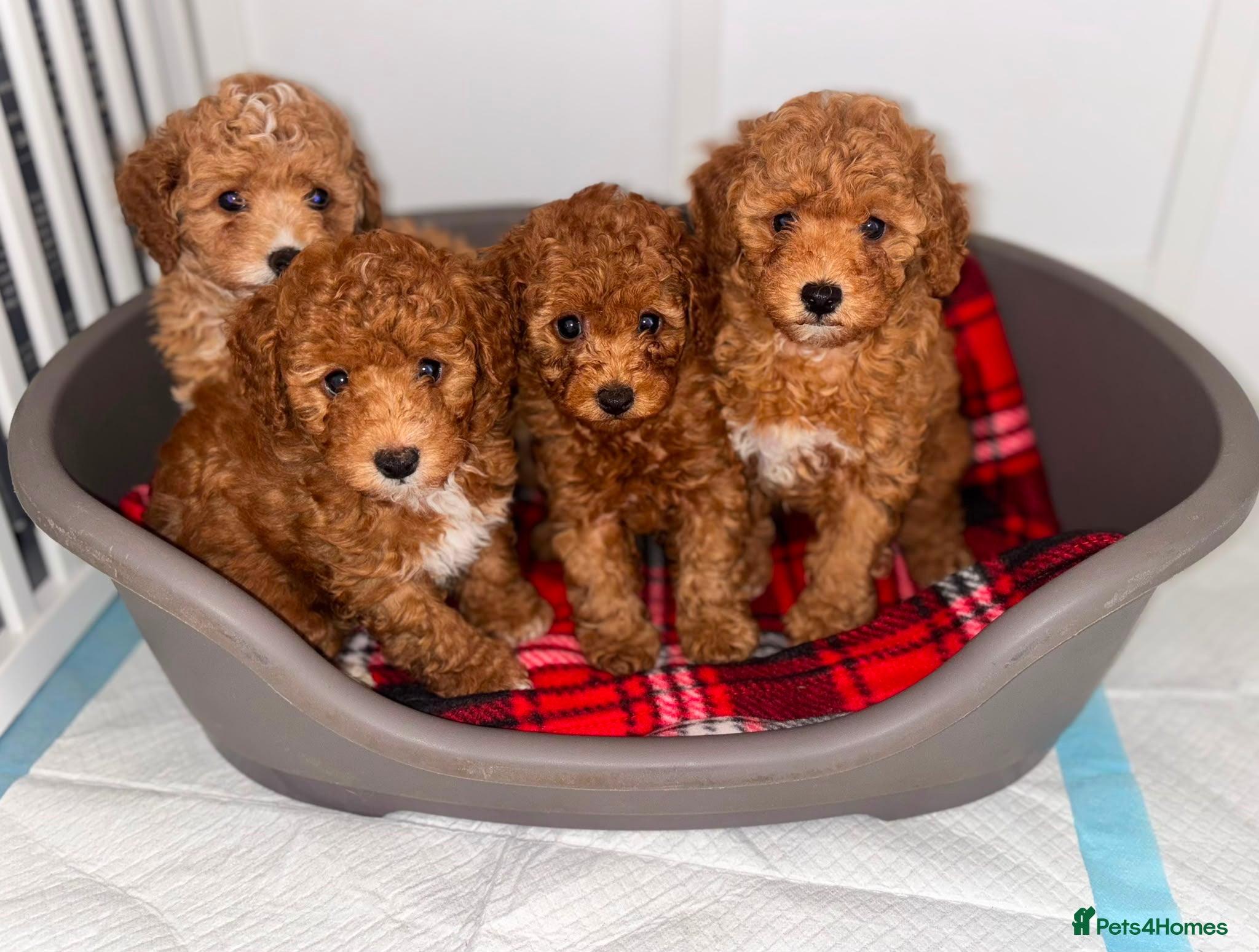 Toy Poodle dogs Toy poodle puppies - Advert 16