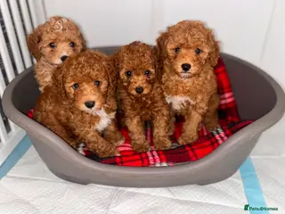 Toy Poodle dogs Toy poodle puppies - Advert 16