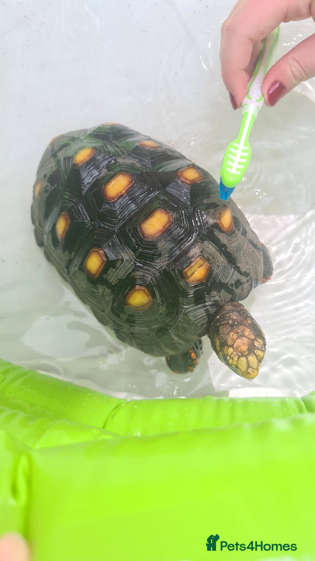 Tortoise reptiles for sale: Redfoot tortoise - Advert 3