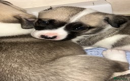 Mixed Breed dogs for sale: American bulldog x bullmastiff puppies - Image 2