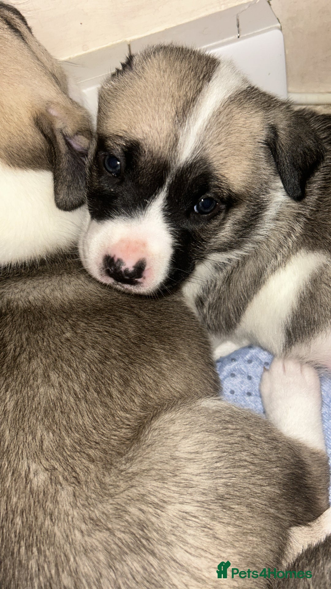 Mixed Breed dogs for sale: American bulldog x bullmastiff puppies - Image 2
