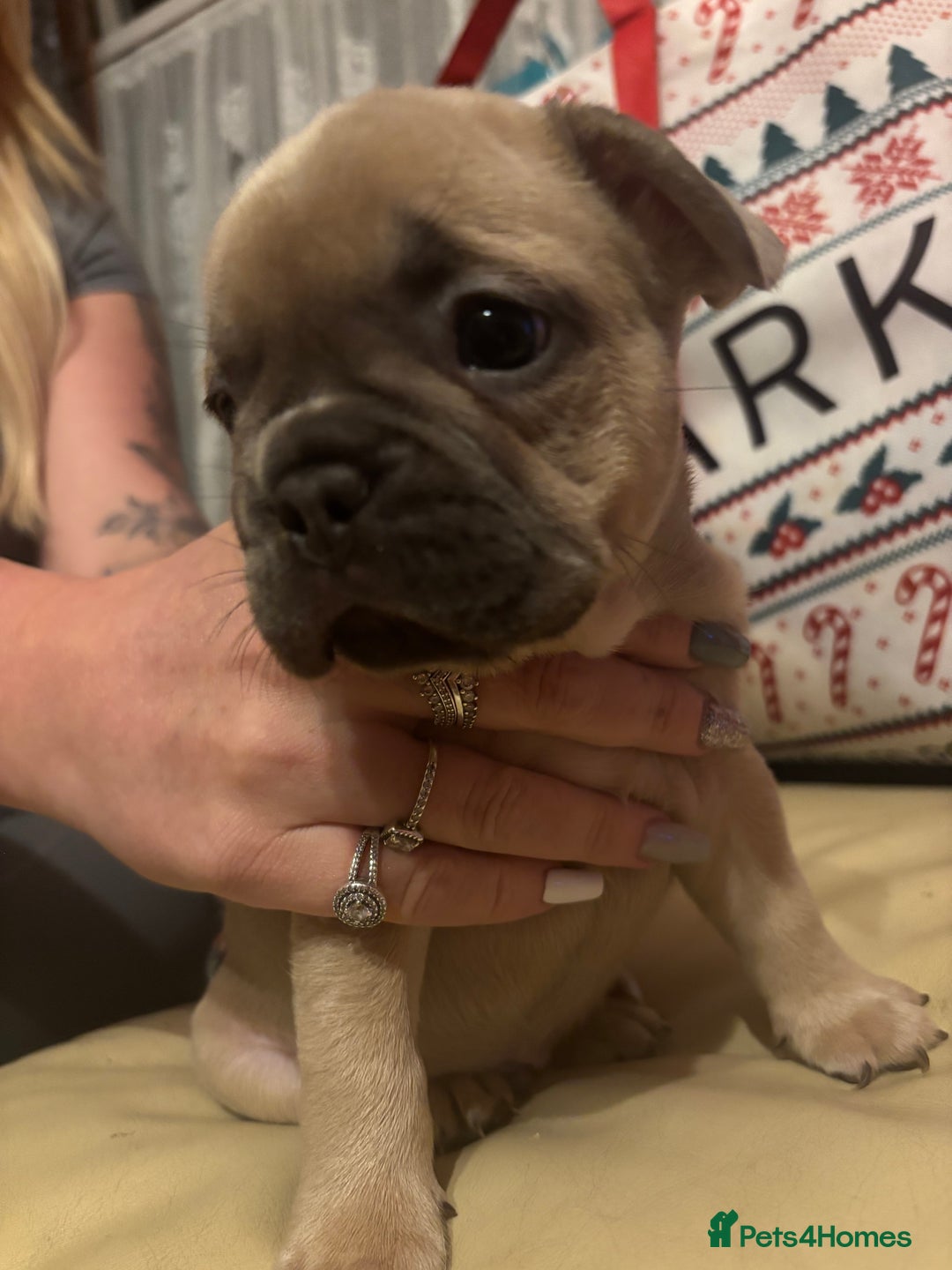 French Bulldog dogs for sale: **READY NOW**French bulldog puppies READY NOW - Image 10