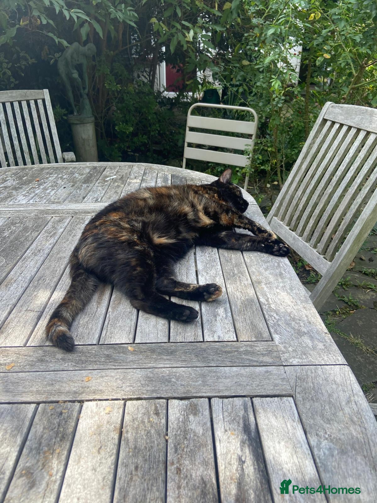 Mixed Breed cats for sale: Free: Tigrina and Ombra, sweet and playful sisters - Advert 8