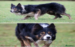 Border Collie dogs for sale: Beautiful border collies - Image 5