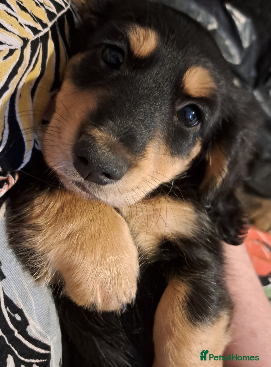Miniature Dachshund dogs for sale: Just a boy longer coated, healthy Mini Dachshund - Image 27