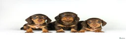 Miniature Dachshund dogs for sale: Miniature dachshund beautiful litter - Advert 13