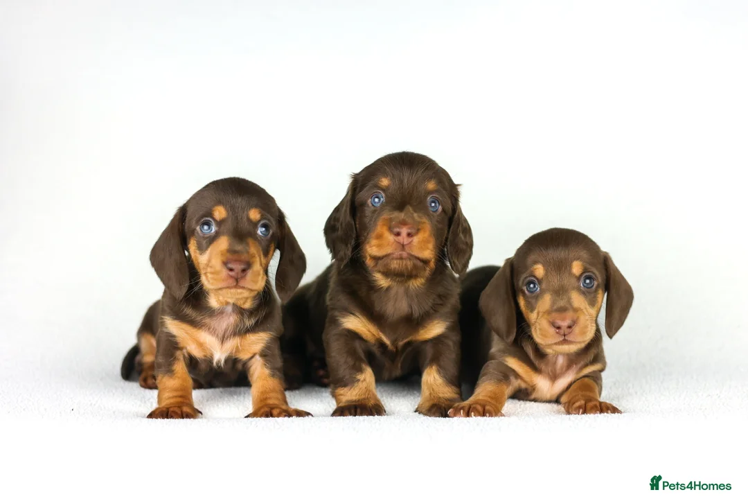 Miniature Dachshund dogs for sale: Miniature dachshund beautiful litter - Advert 13