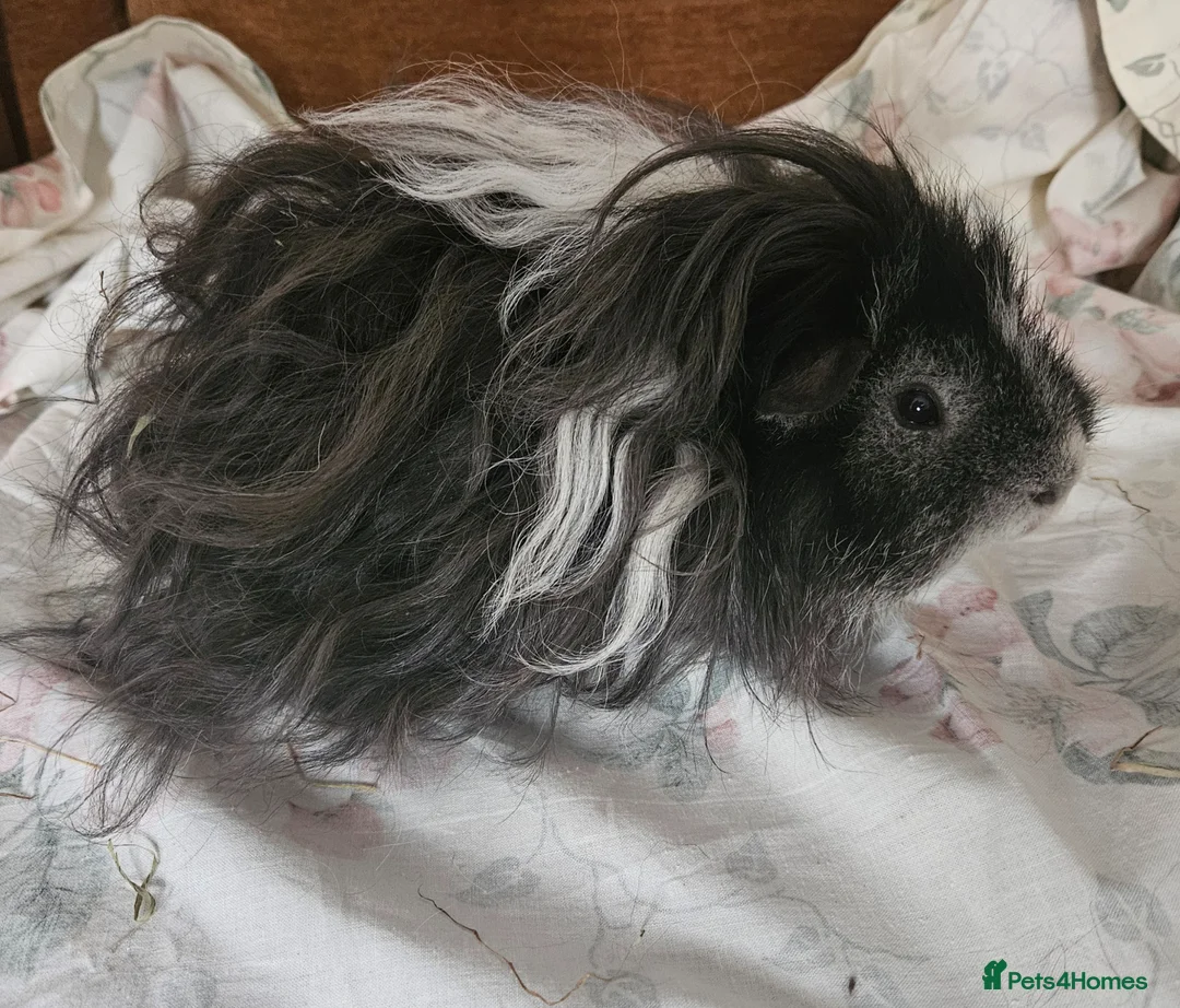 Guinea Pig rodents for sale: ❤️PET HOME ONLY ❤️ - Advert 1