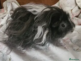 Guinea Pig rodents ❤️PET HOME ONLY ❤️ - Advert 1