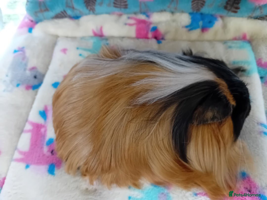 Guinea Pig rodents for sale: Baby Boars Different Breeds/Young Adult Sheltie in Swadlincote - Image 13