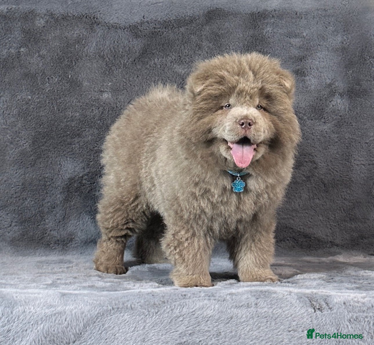 Chow Chow dogs Outstanding rare solid lilac male chow chow puppy  - Advert 1
