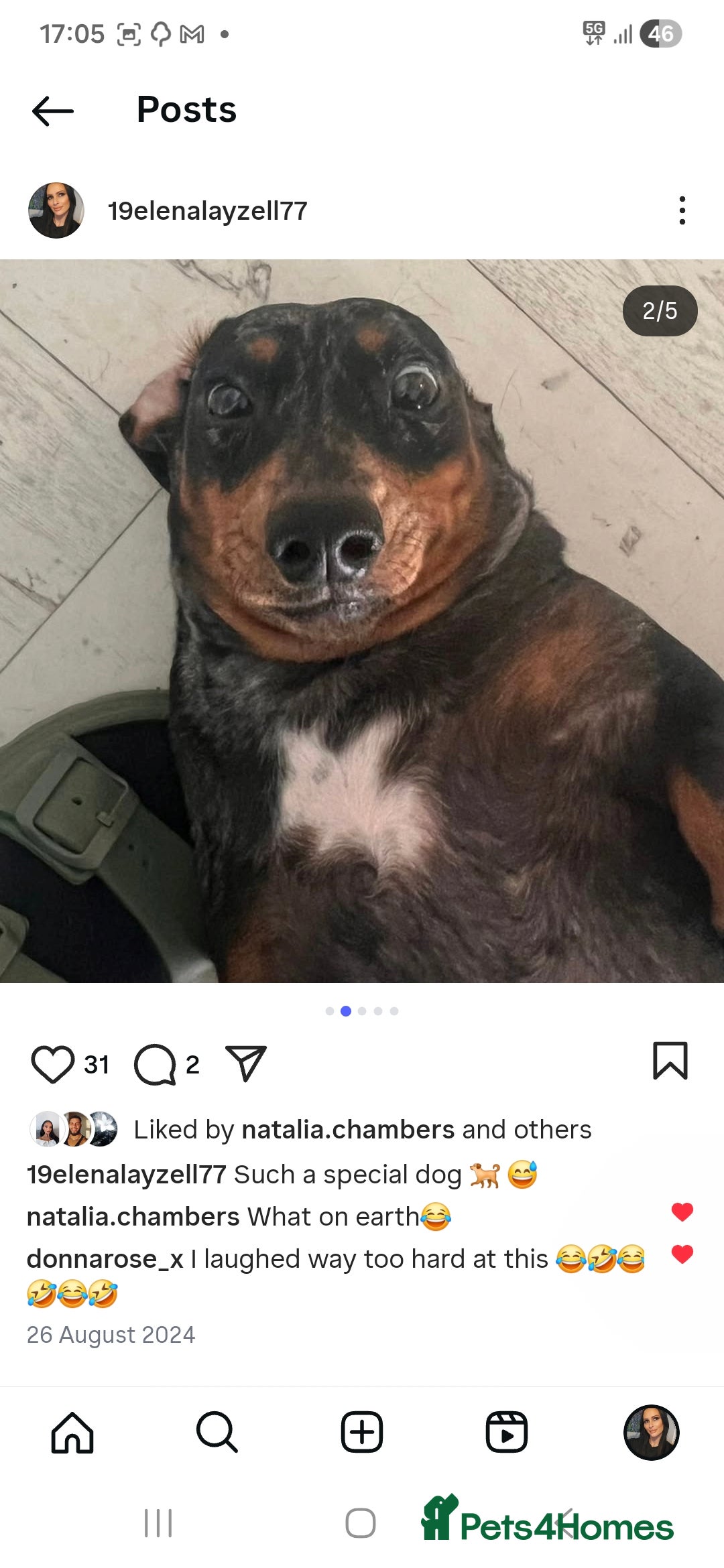 Dachshund dogs for sale: Standard dapple Dachsund  - Advert 5