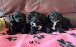 Cockapoo dogs for sale: Stunning litter of F1 Cockapoos - Image 5