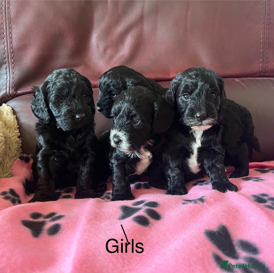 Cockapoo dogs for sale: Stunning litter of F1 Cockapoos - Image 5