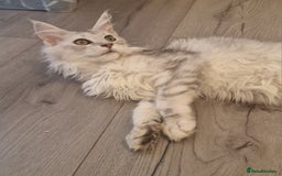Maine Coon cats for sale:  high Silver smoke maine coon  - Image 5