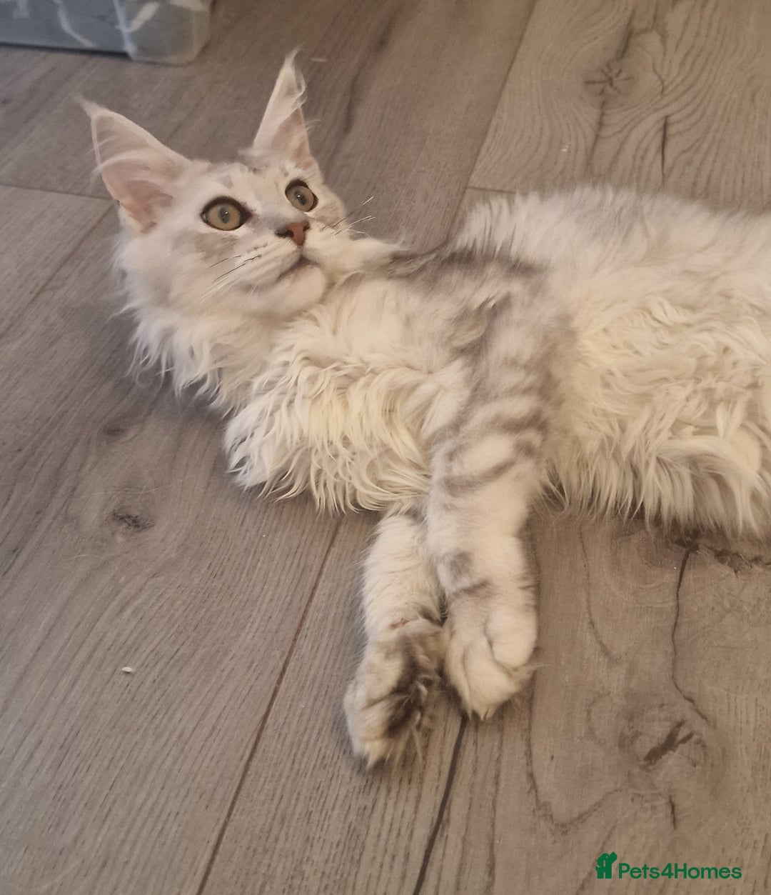Maine Coon cats for sale:  high Silver smoke maine coon  - Image 5