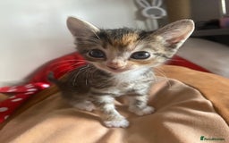 Mixed Breed cats for sale: Kittens for sale  - Image 3
