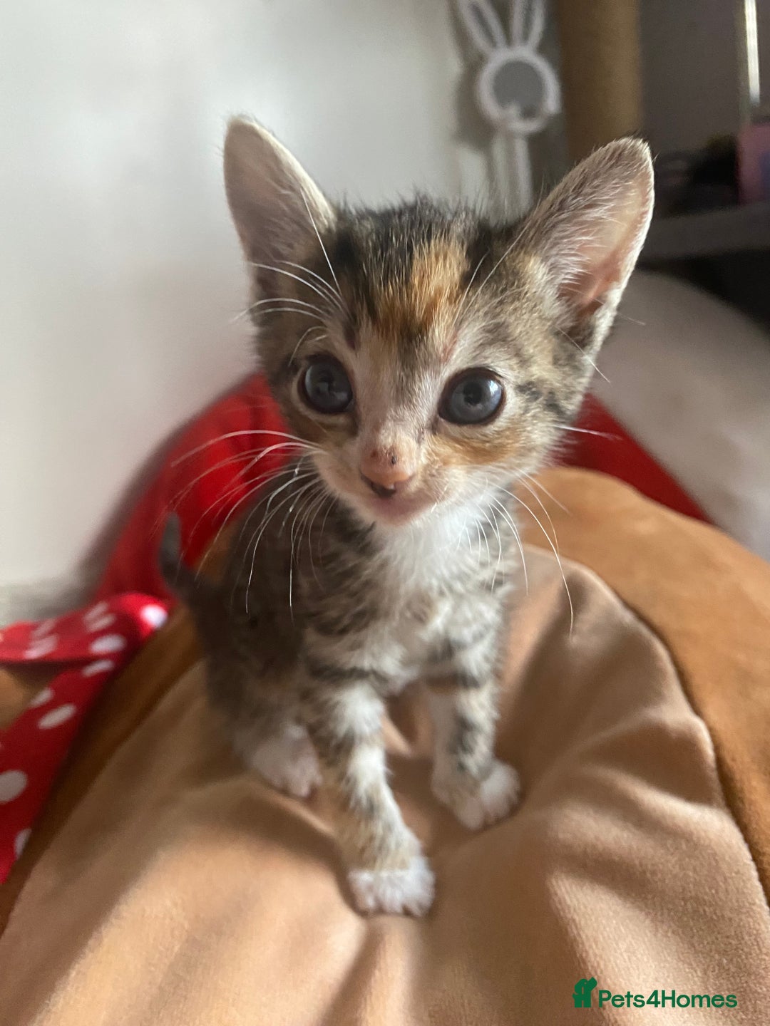 Mixed Breed cats for sale: Kittens for sale  - Image 3