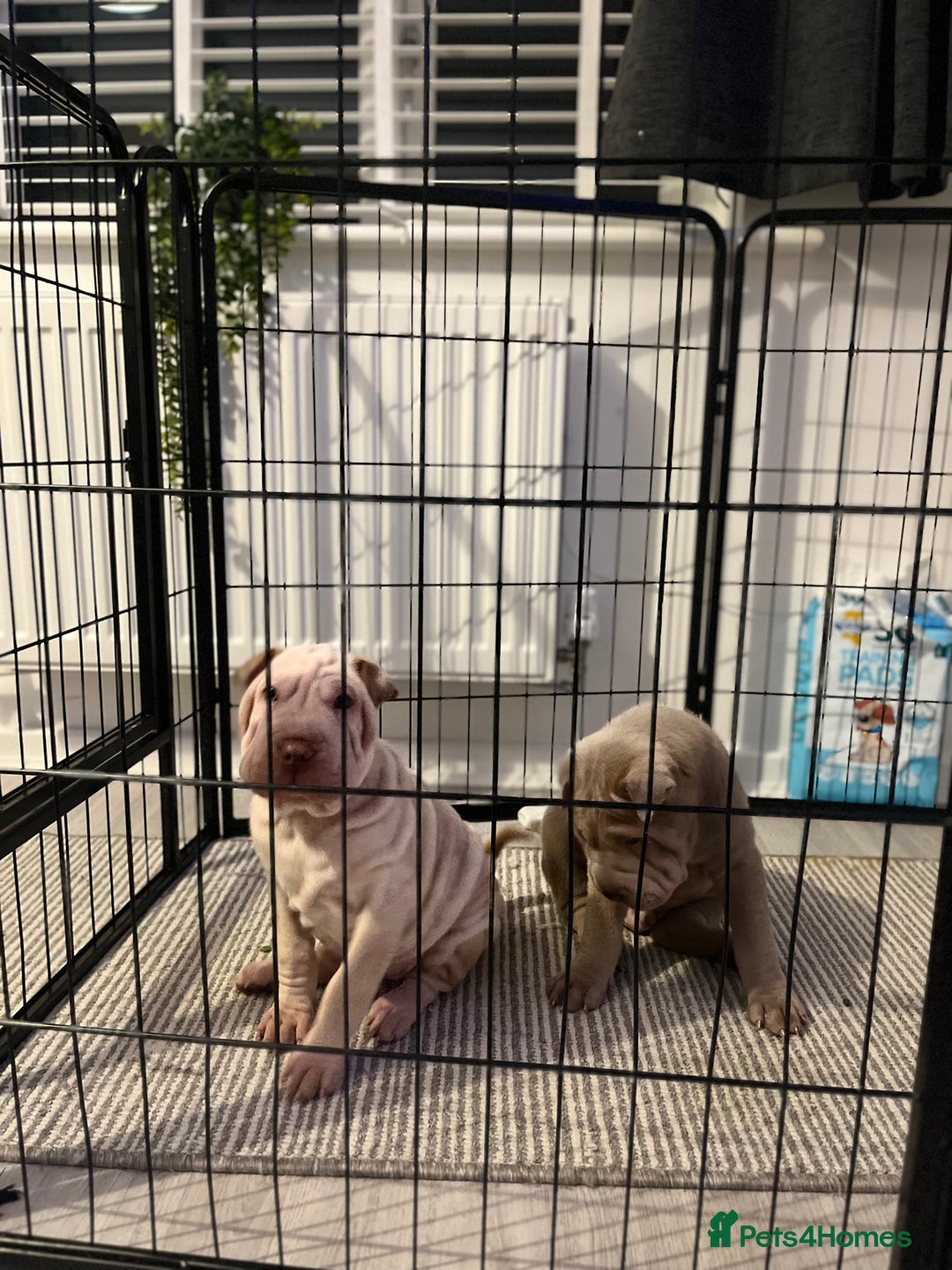 Shar Pei dogs for sale: Sharpei puppies - Advert 6