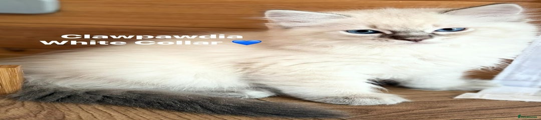 Ragdoll Kitten 3