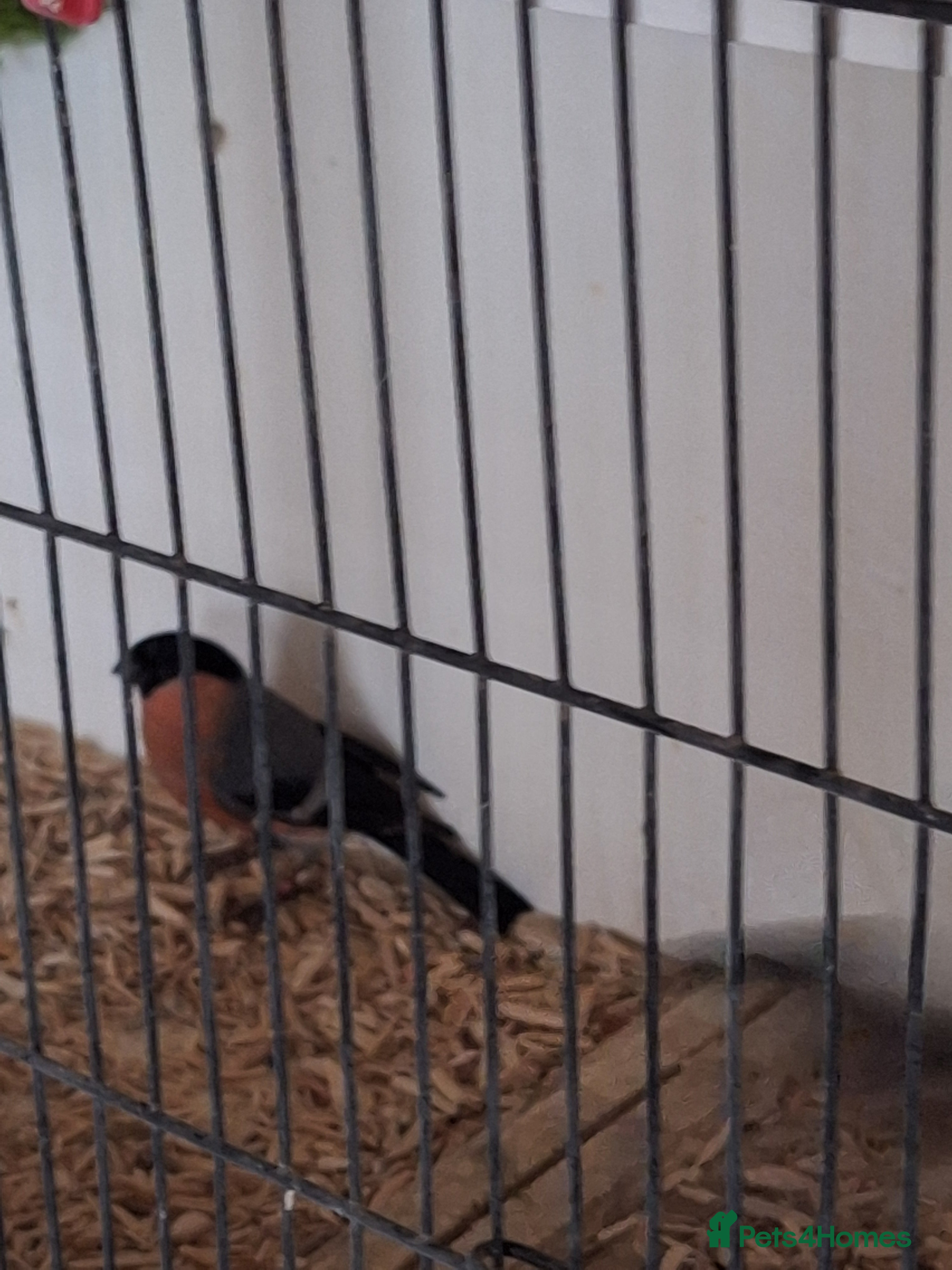 Canaries birds Birds for sale - Advert 2