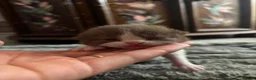 British Shorthair cats for sale: 2 female GCCF British short hair kittens - Advert 35