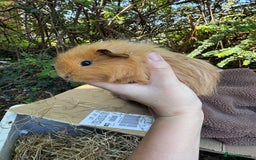 Guinea Pig rodents for sale: Male guinea pigs for sale  - Image 1