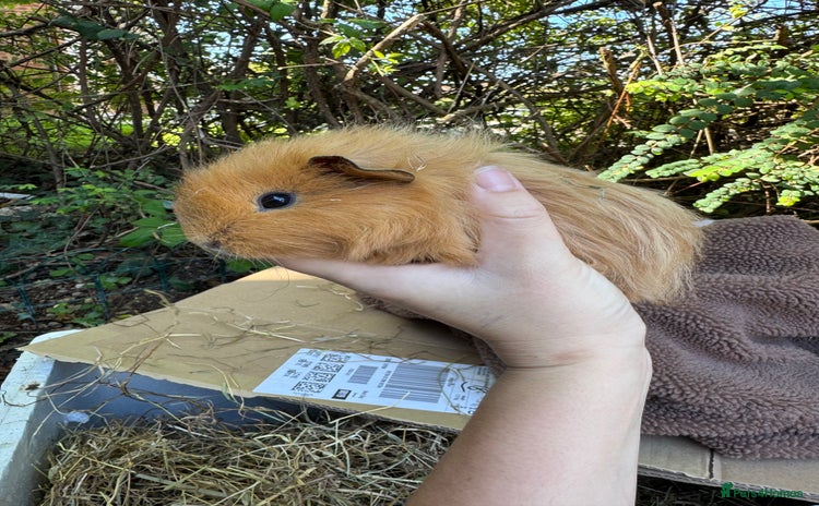 Guinea Pig rodents - Advert 13