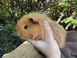 Guinea Pig rodents - Advert 31