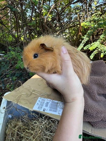 Guinea Pig rodents Male guinea pigs for sale - Advert 11