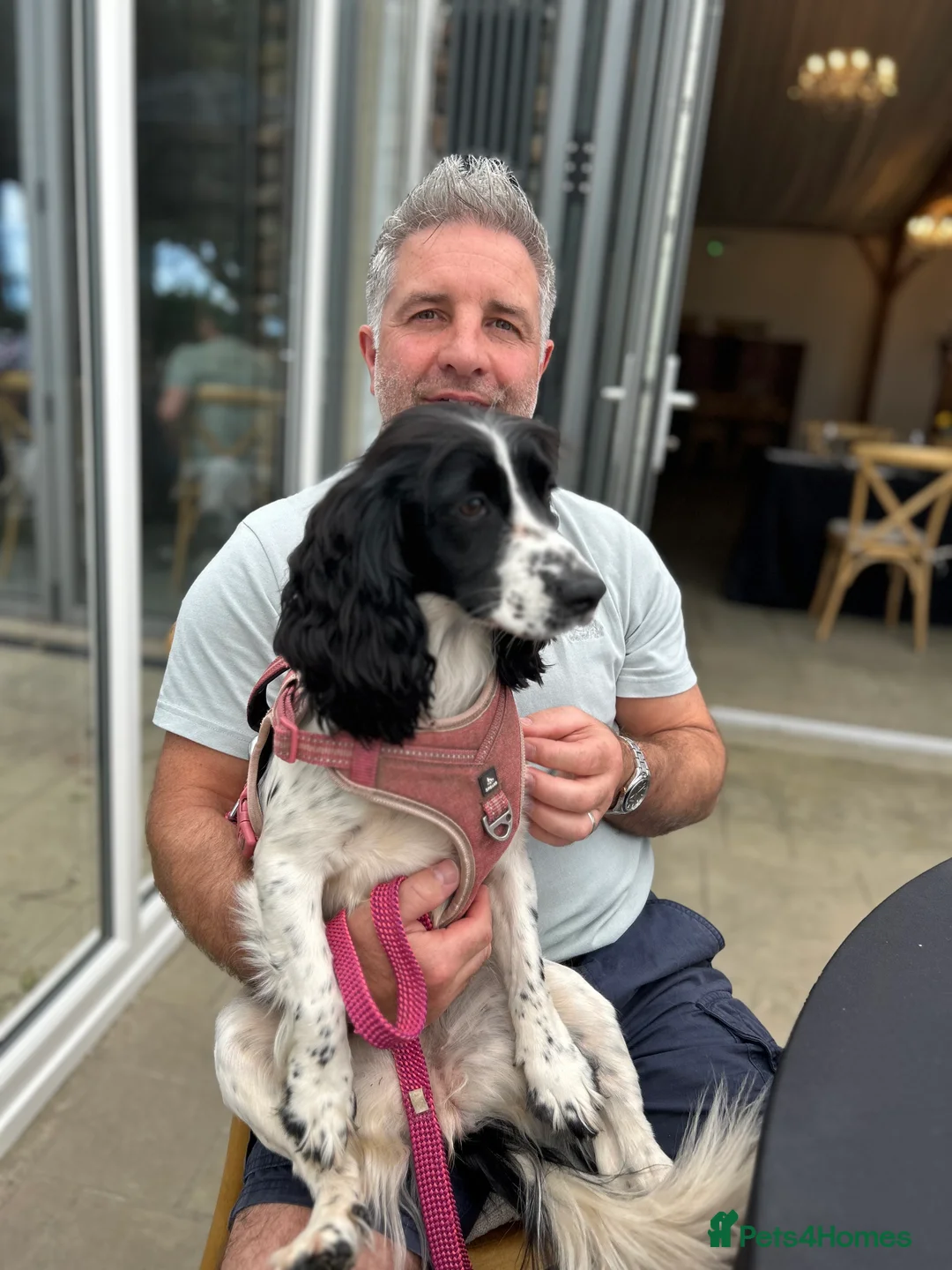 Cocker Spaniel dogs for sale: Working cocker spaniel puppies (White & Black) in Cardiff - Advert 3