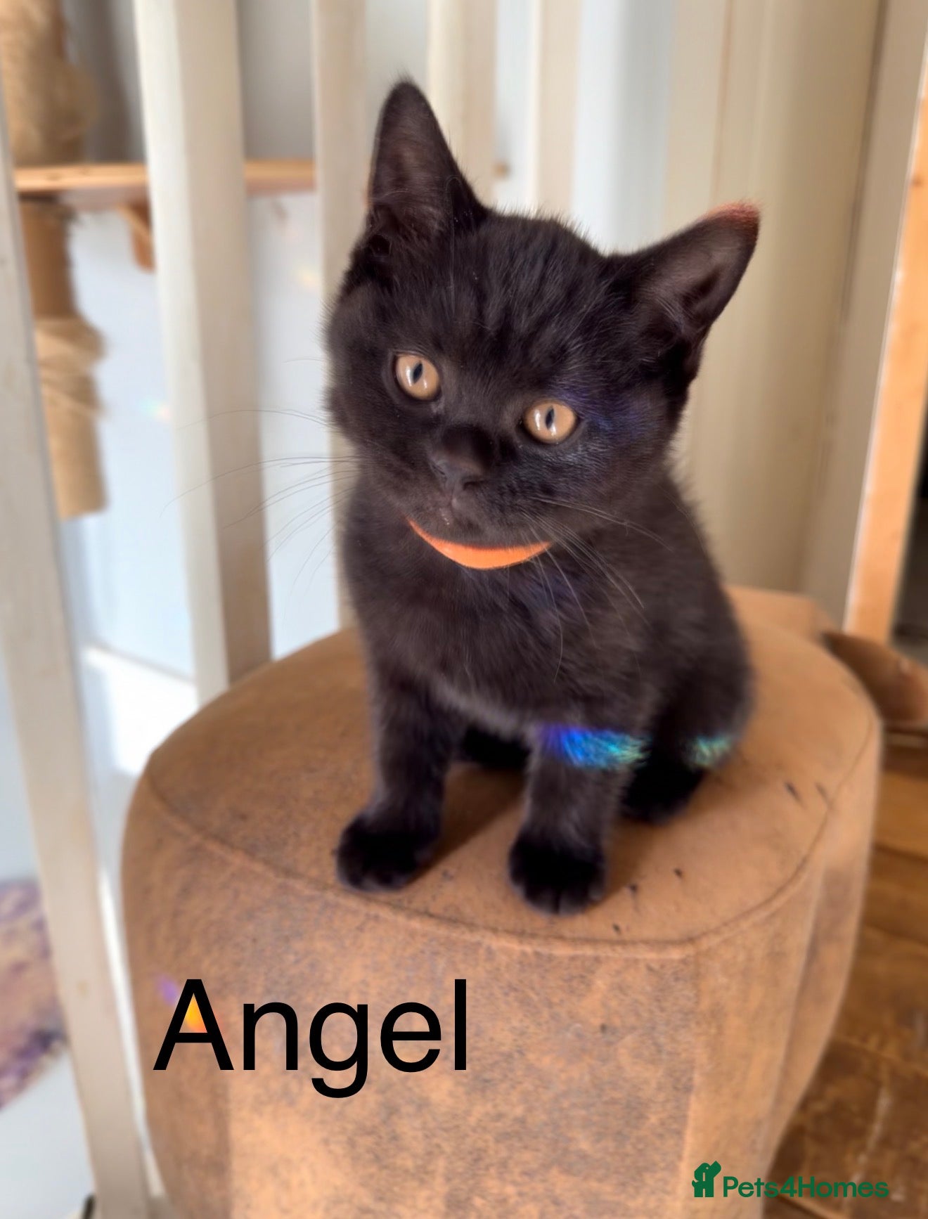 British Shorthair cats Gorgeous black BSH kittens available.  - Advert 2