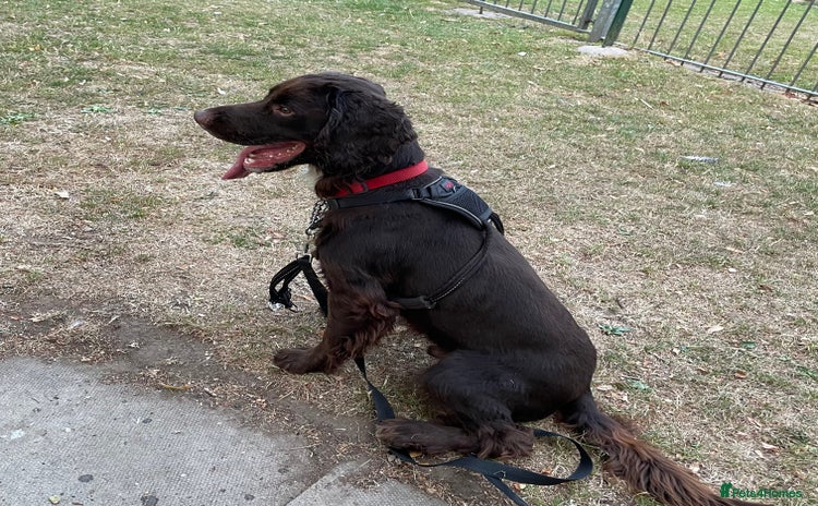 Sprocker dogs - Advert 1