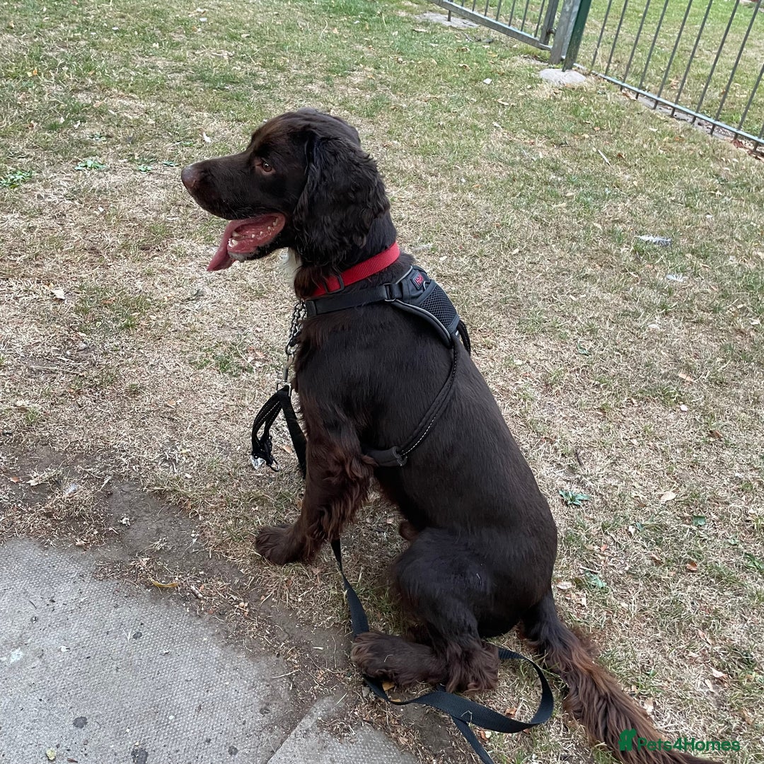 Sprocker dogs for sale: 2 year old sprocker spaniel  - Image 1