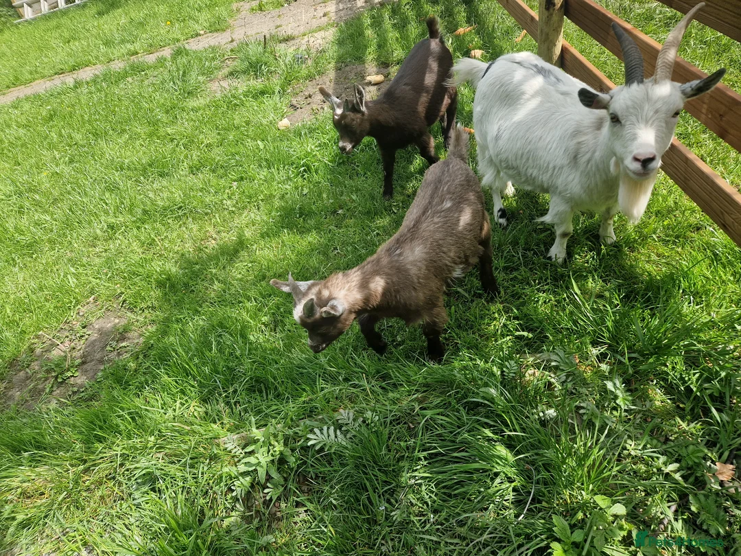 Goats livestock for sale: Dwarf Goat Male kid - Advert 1