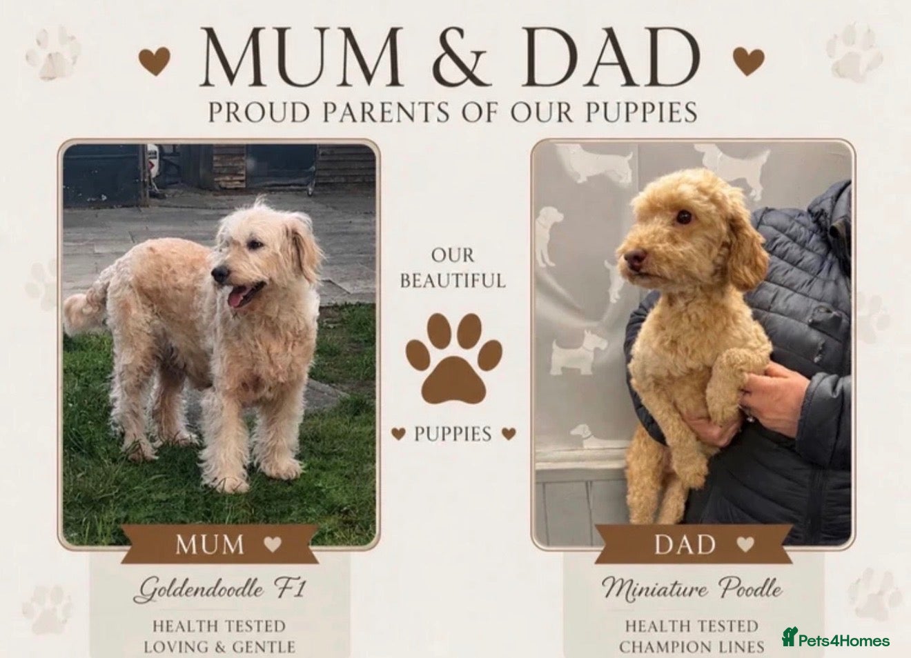 Mini Goldendoodle dogs F1B Mini Goldendoodles – one girl available - Advert 2
