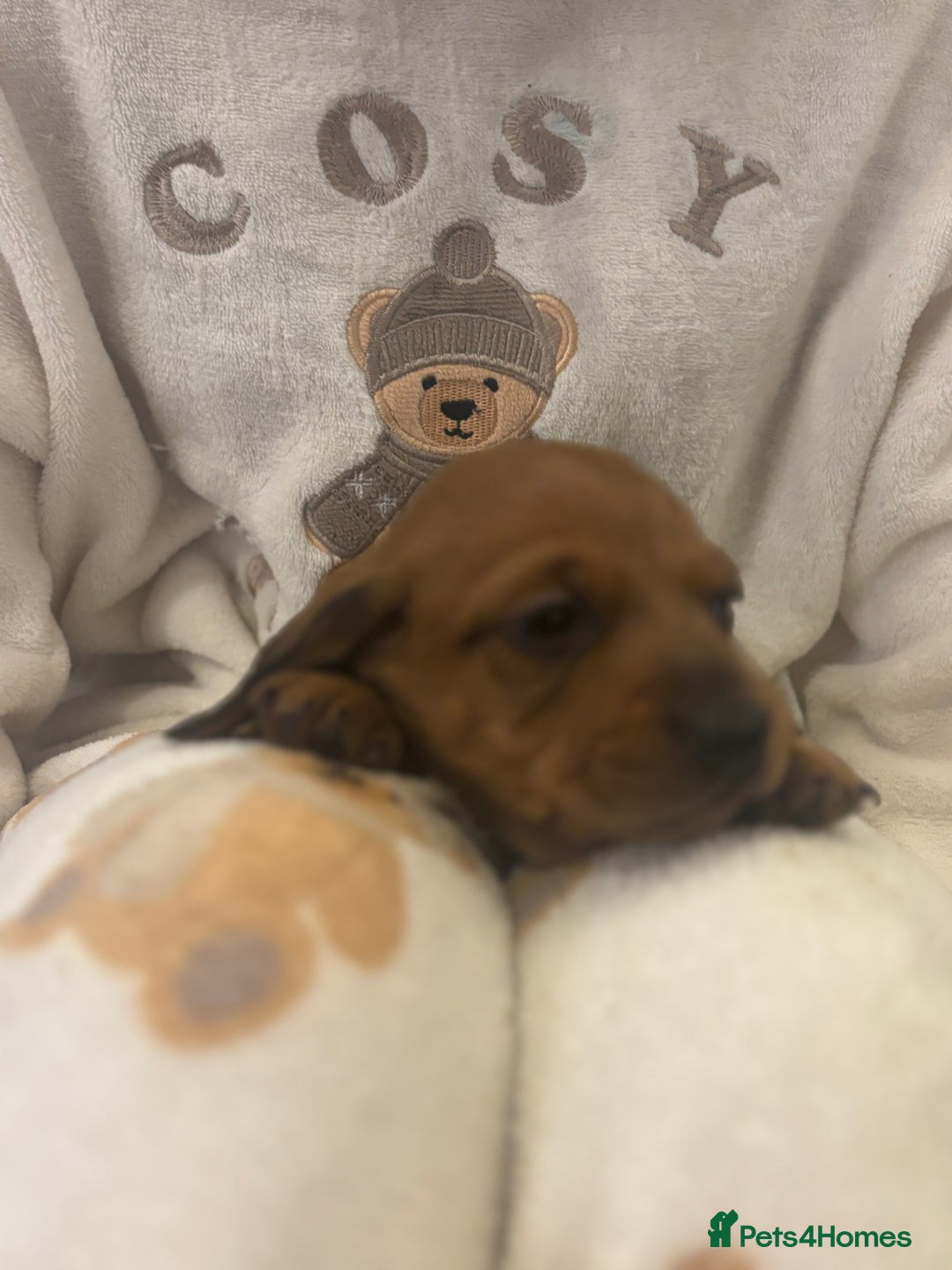 Miniature Dachshund dogs for sale: Miniature dachshund puppies  - Advert 11