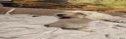 Maltese dogs for sale: New warm home's  in Plymouth - Advert 19