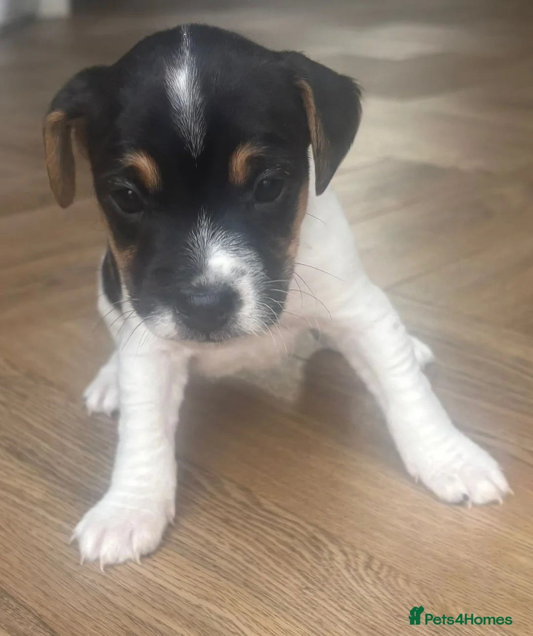 Jack Russell dogs for sale: 4 Beautiful Girl Jack Russell Puppies  - Advert 11