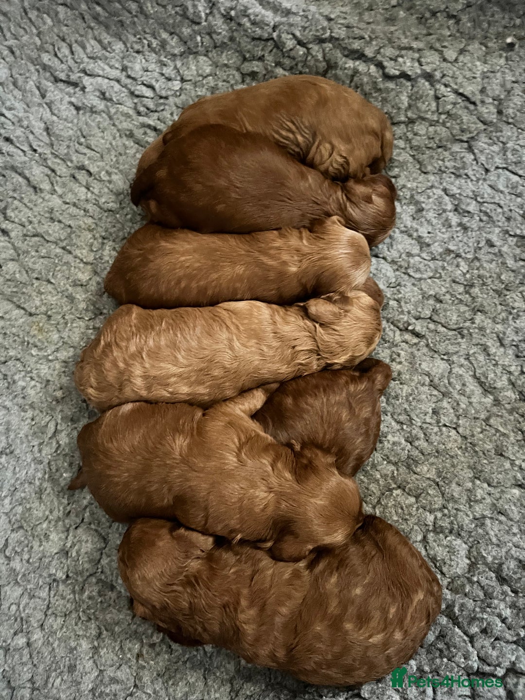 Toy Poodle dogs for stud: William of Worcestershire Small miniature Poodle in Evesham - Advert 11