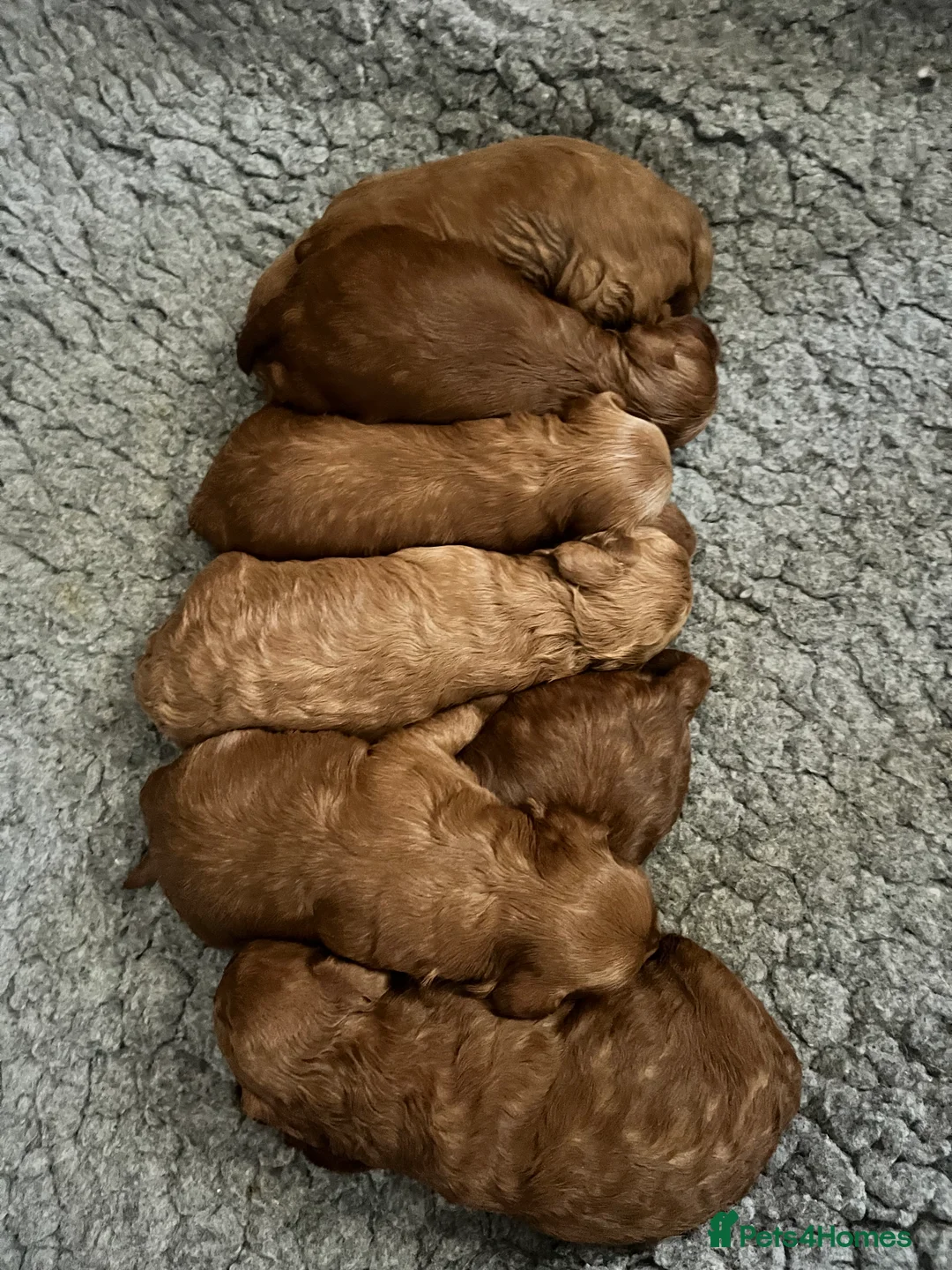 Toy Poodle dogs for stud: William of Worcestershire Small miniature Poodle in Evesham - Advert 11