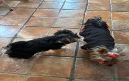 Morkie dogs for sale: Adorable Morkie Girl - Image 6