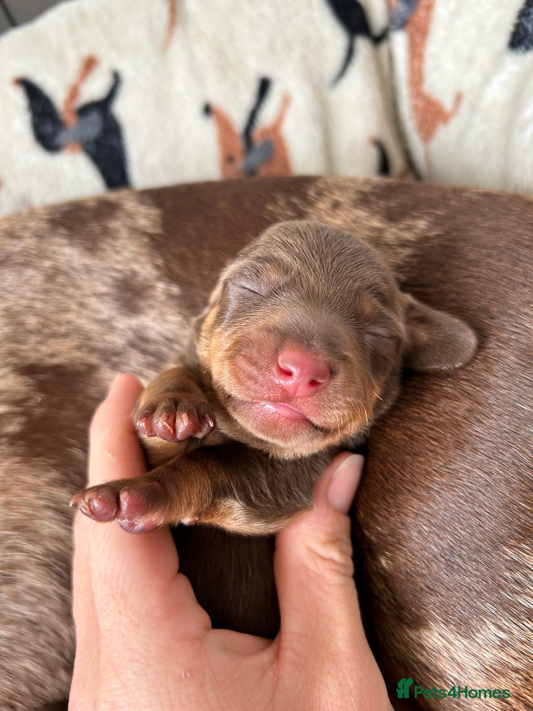 Dachshund dogs for sale: BEAUTIFUL Miniature Dachshund's  - Image 20