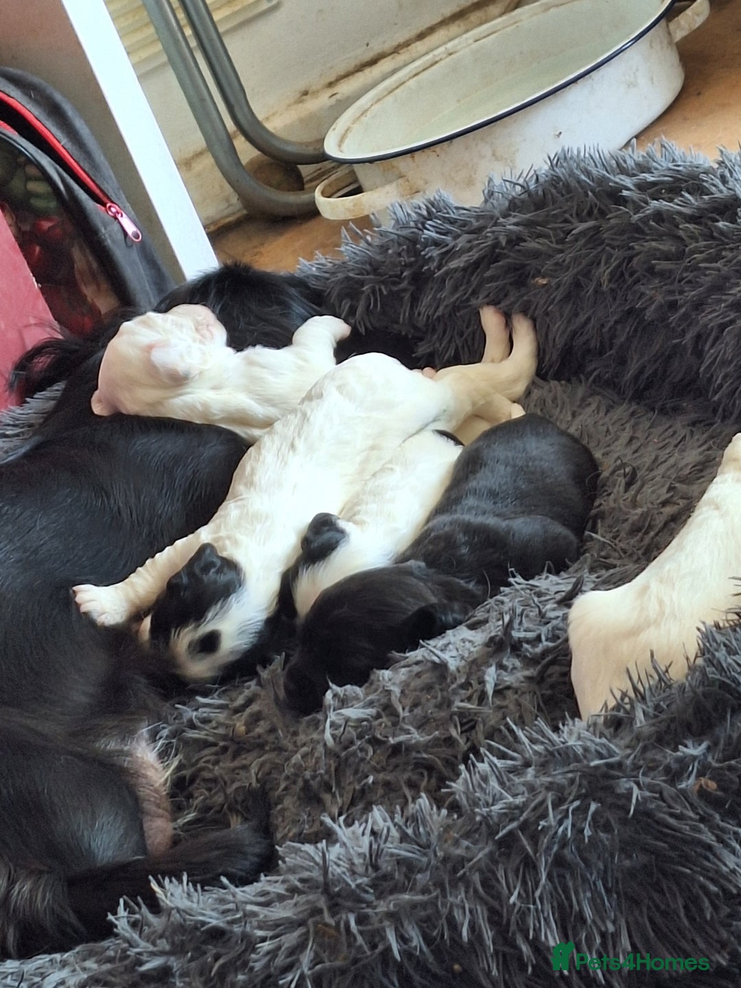 Mixed Breed dogs for sale: Springer x puppies  - Image 7