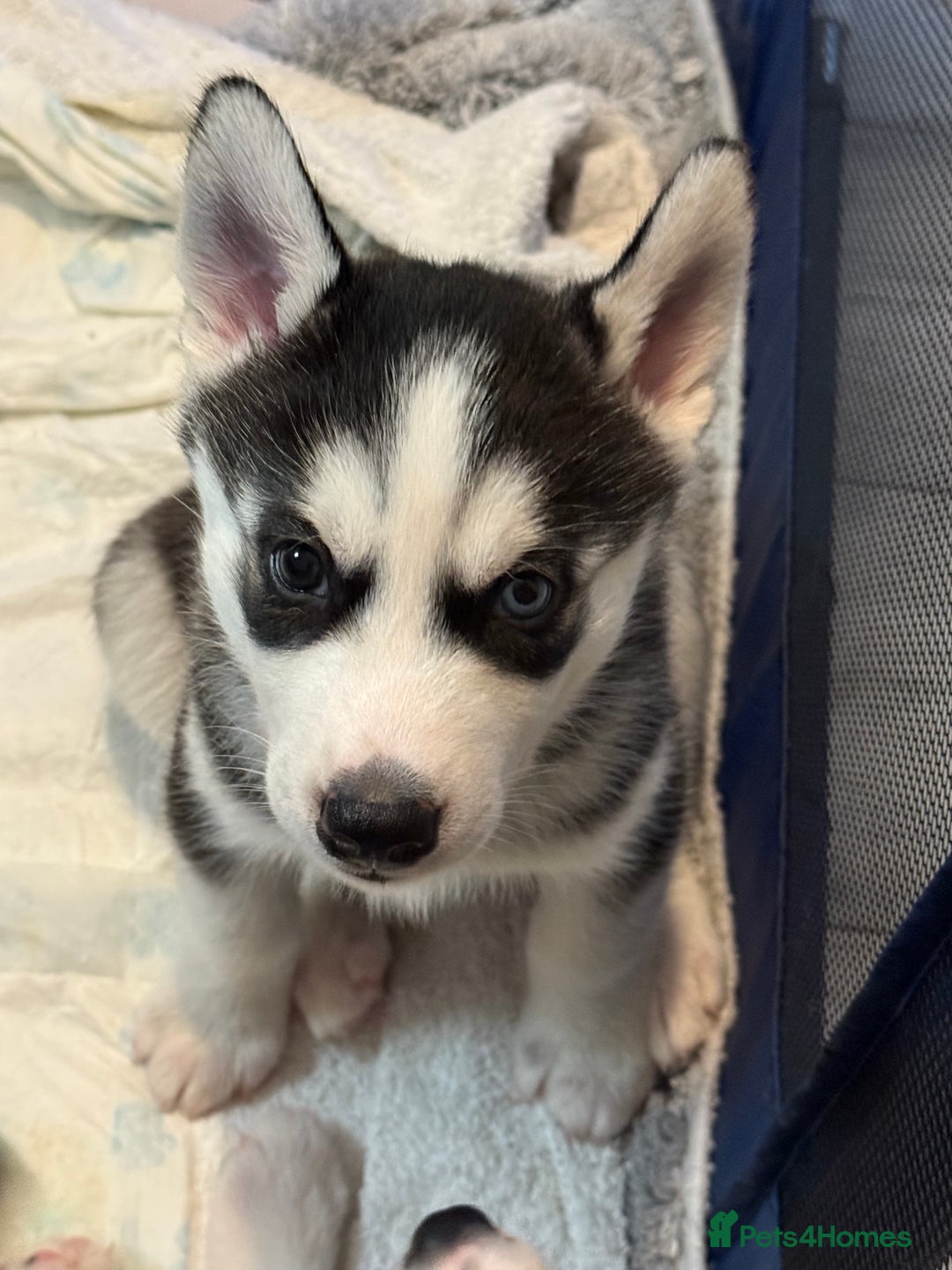 Siberian Husky dogs for sale: Strong Chunky Siberian Husky puppy’s  - Image 25