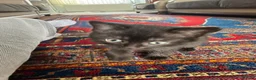 British Shorthair cats for sale: We have 2 little kittens looking for a new home  - Advert 14