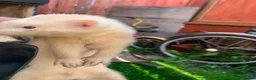 Ferret rodents for sale: Micro Ferrets  - Advert 14