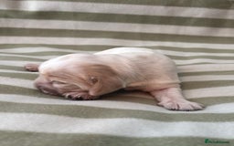 Cocker Spaniel dogs for sale: Beautiful Cocker Spaniel Puppies - Advert 15