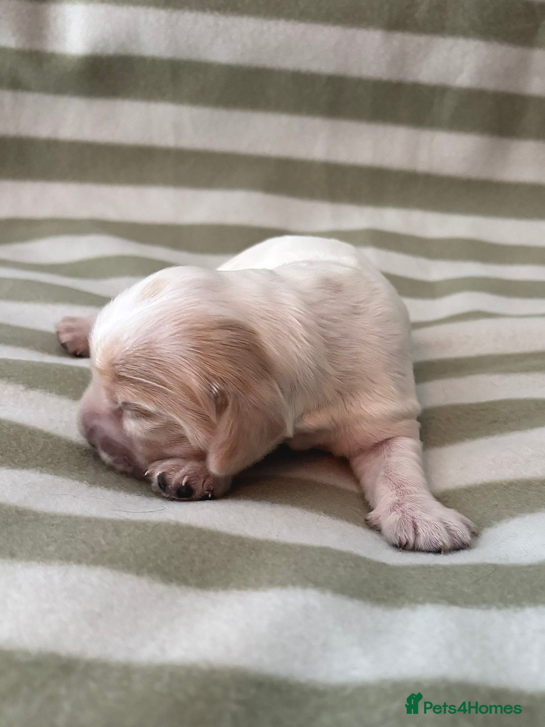 Cocker Spaniel dogs for sale: Beautiful Cocker Spaniel Puppies - Advert 15