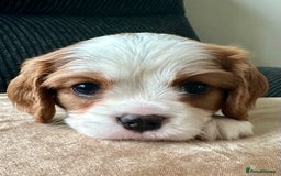 Cavalier King Charles Spaniel dogs for sale: Fully health tested CKCS 🐶💙🐾 - Image 21